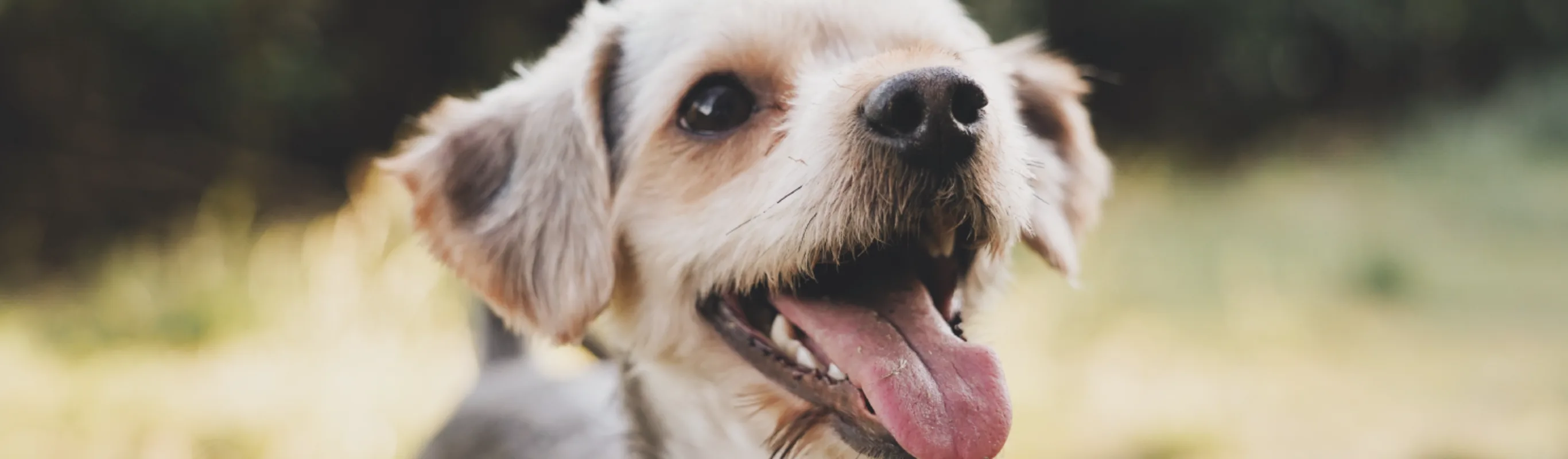 Dog with tongue out 